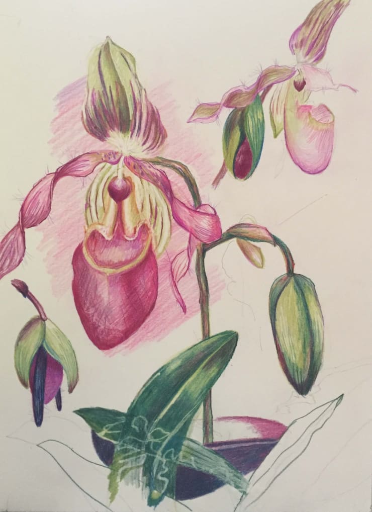 beatriXbraun, Orchidee, 2020