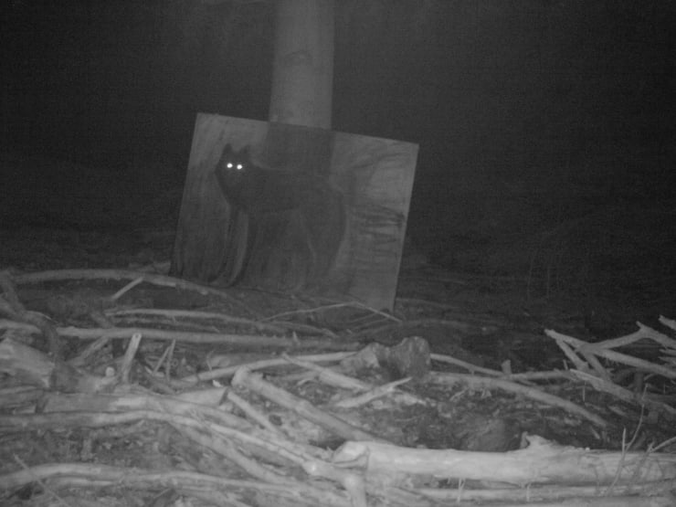 Lenka Černota Vlčina