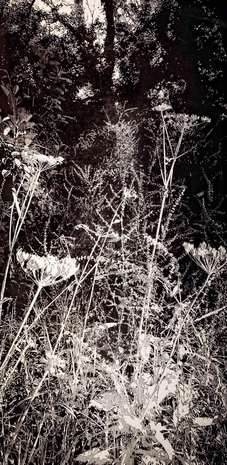 Trevor Price, Wild Chervil, 2025