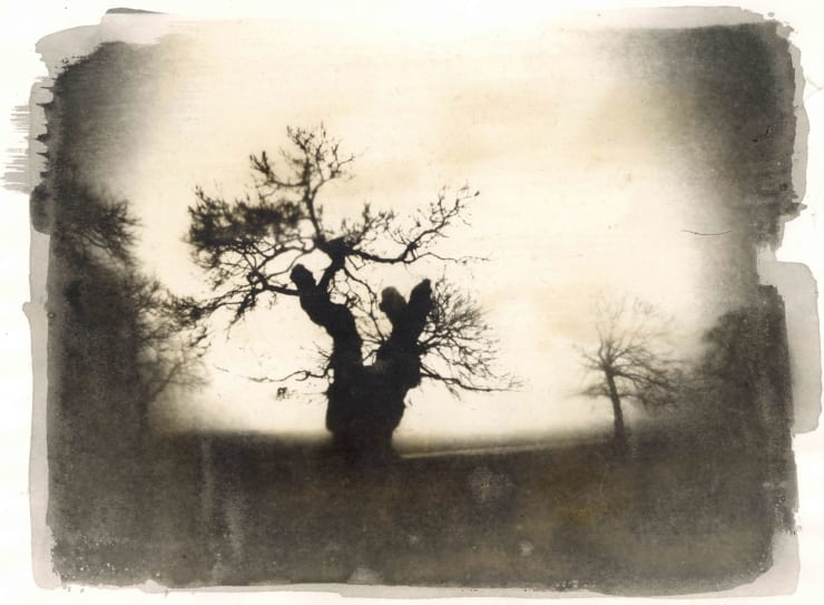 Wayne Foskett, Chestnut Tree, Greenwich I