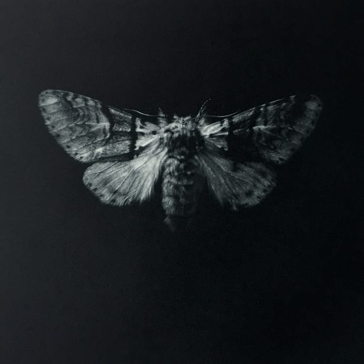 Sarah Gillespie Sallow Kitten Moth , 2019