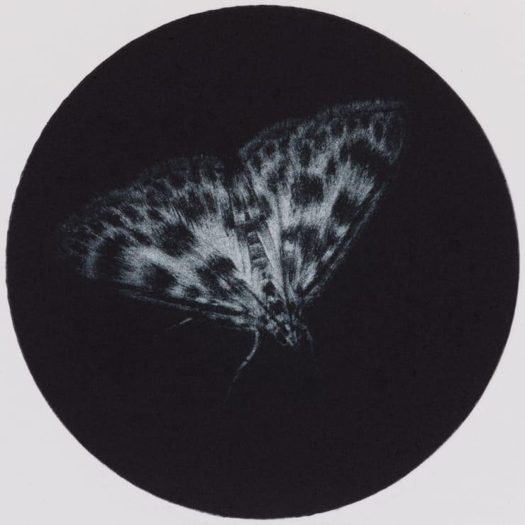 Sarah Gillespie, Small Magpie, 2019