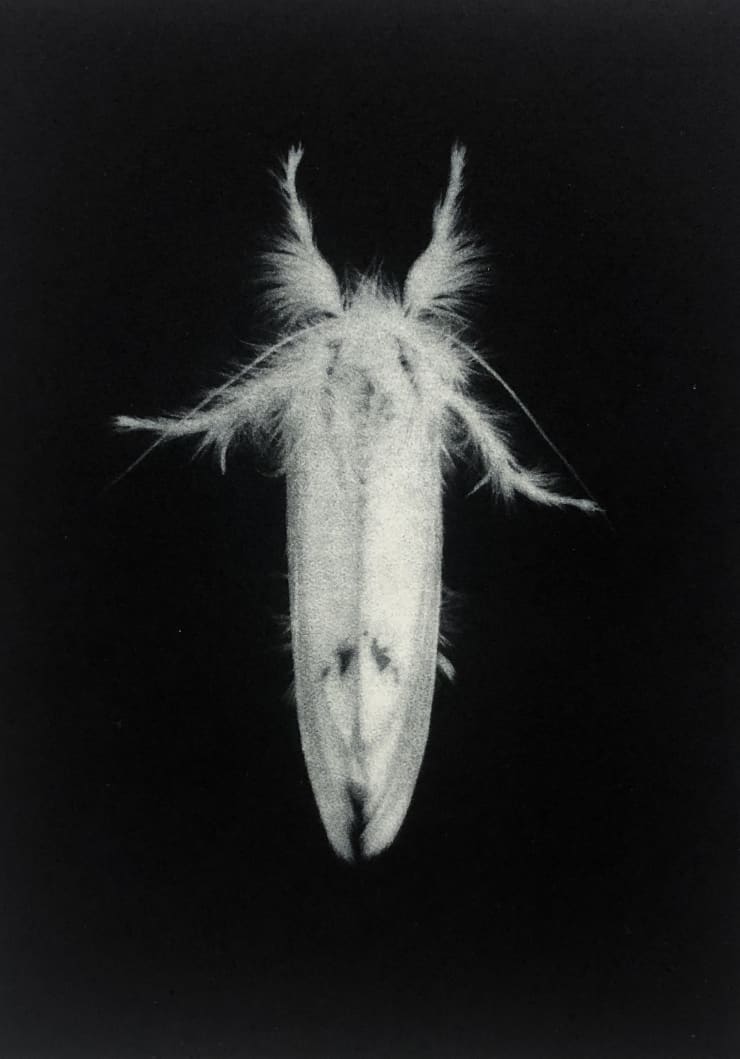 Sarah Gillespie Yellow Tail Moth , 2019