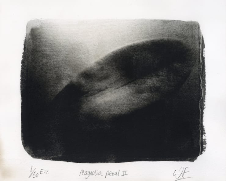 Wayne Foskett, Magnolia Petal II