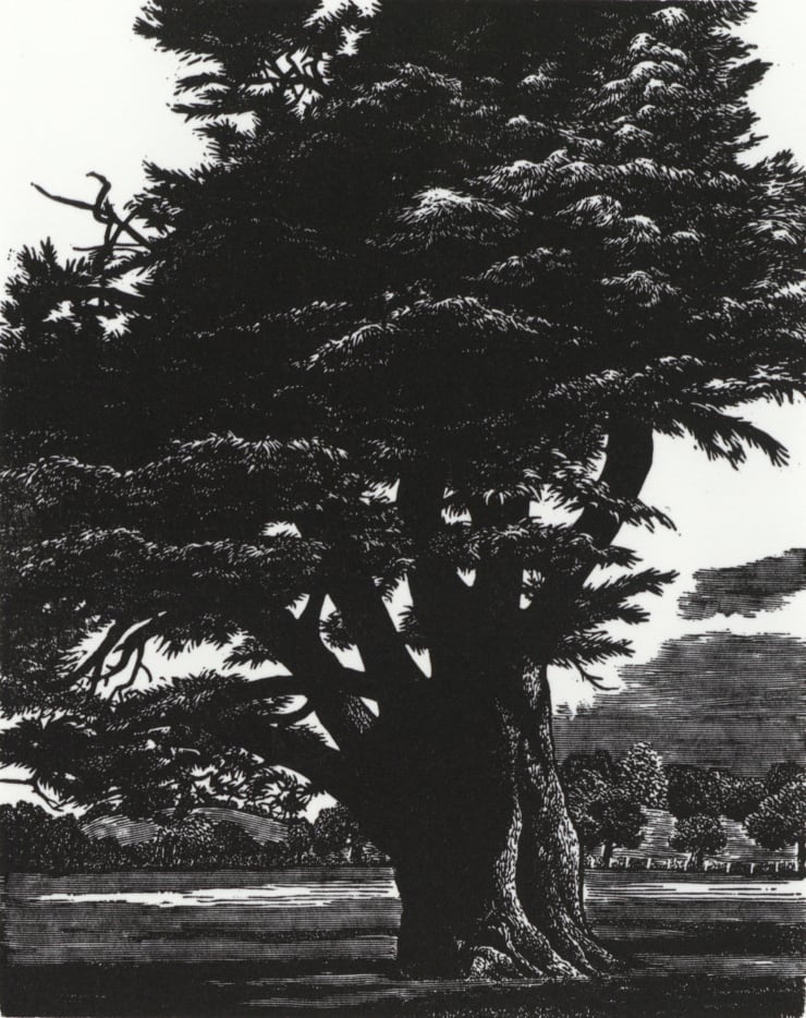 Blaze Cyan, Cedar of Lebanon at Fonthill, 2023