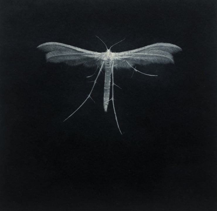 Sarah Gillespie White Plume Moth, 2019
