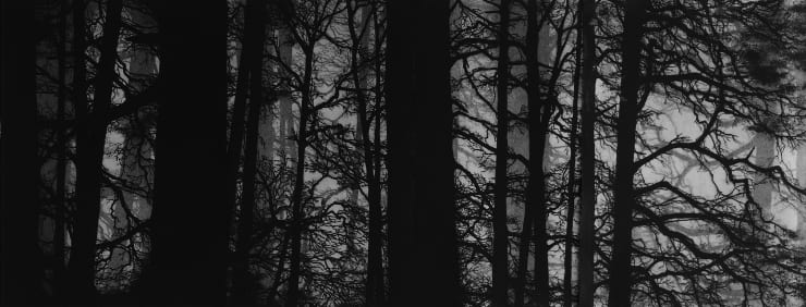 Blaze Cyan, Wellington Woods , 2016