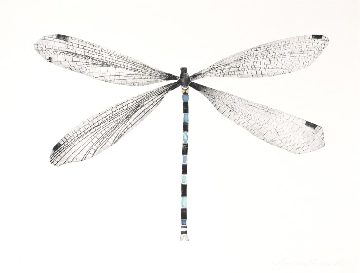 Beatrice Forshall, Southern Damselfly