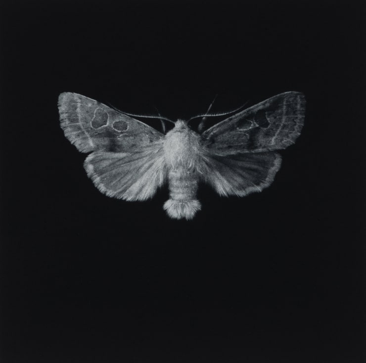Sarah Gillespie, Common Quaker Moth, 2019