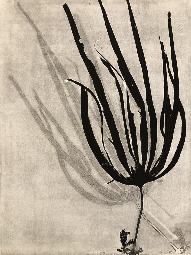 Fiona Fouhy, Kent Kelp, 2019