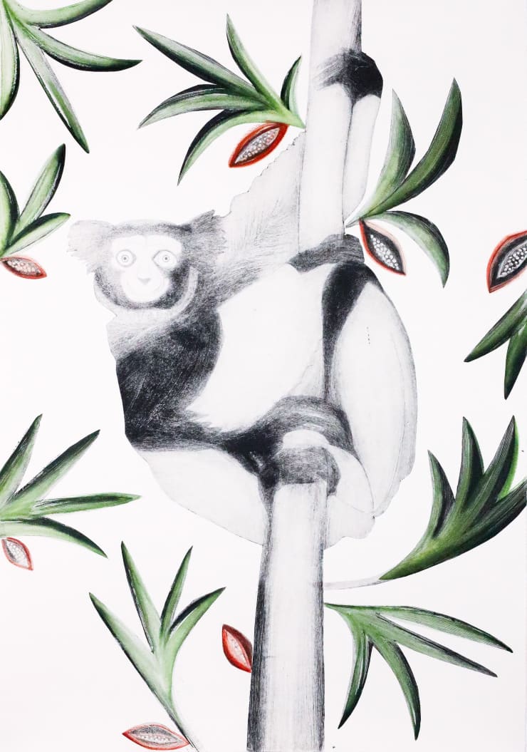 Beatrice Forshall, Black and White Ruffed Lemur