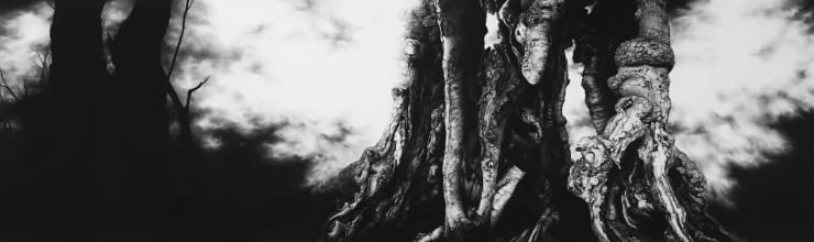 Blaze Cyan Burnham Beeches, 2013