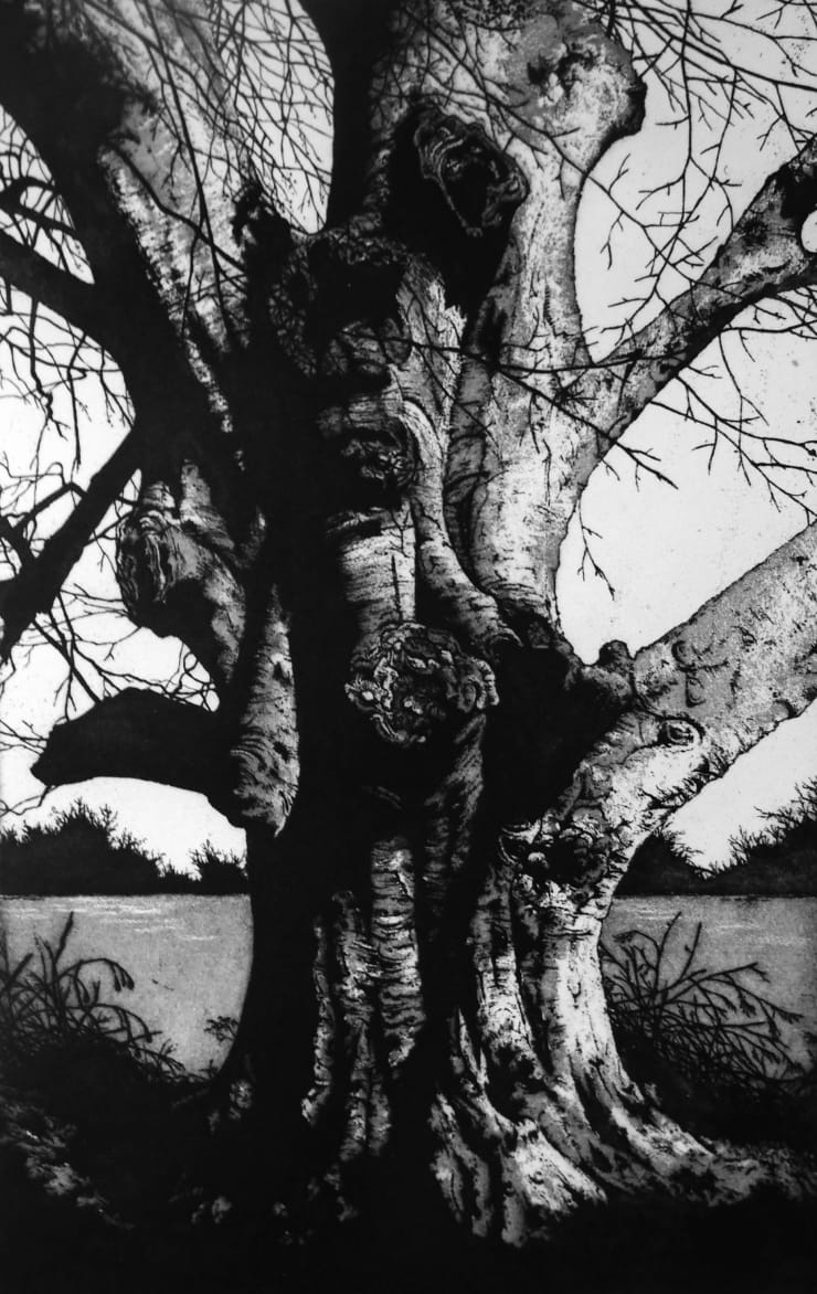 Blaze Cyan, The Fonthill Beech, 2018