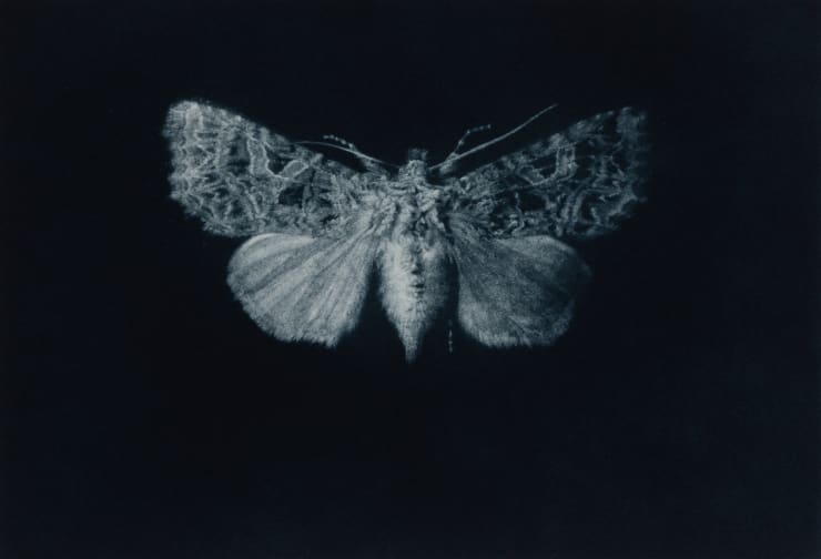 Sarah Gillespie, Campion Moth, 2019