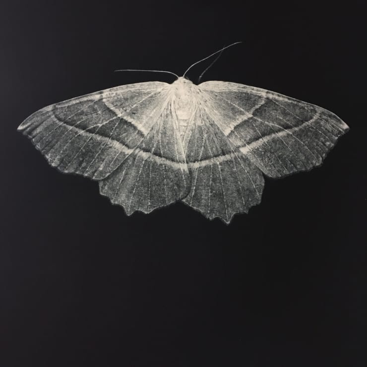 Sarah Gillespie Pale Emerald Moth , 2019