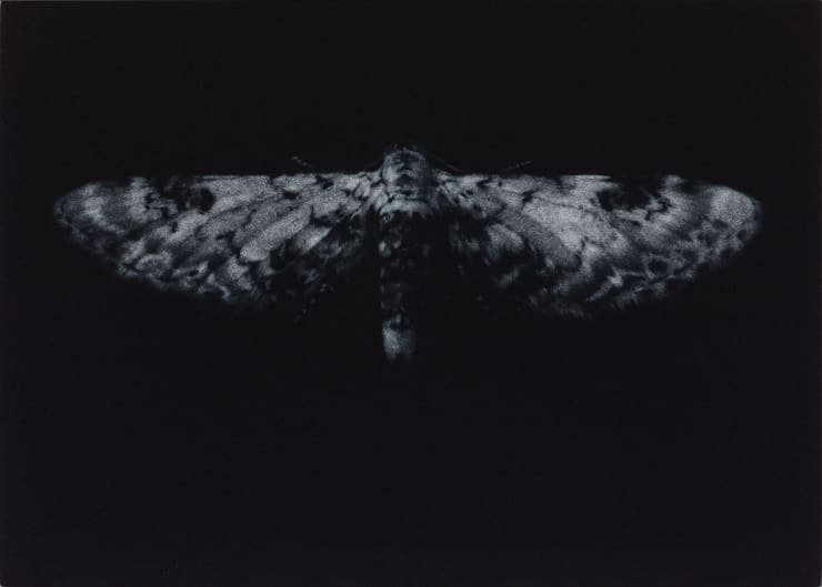 Sarah Gillespie Lime-speck Pug Moth, 2019