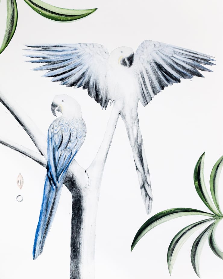 Beatrice Forshall, Hyacinth Macaws