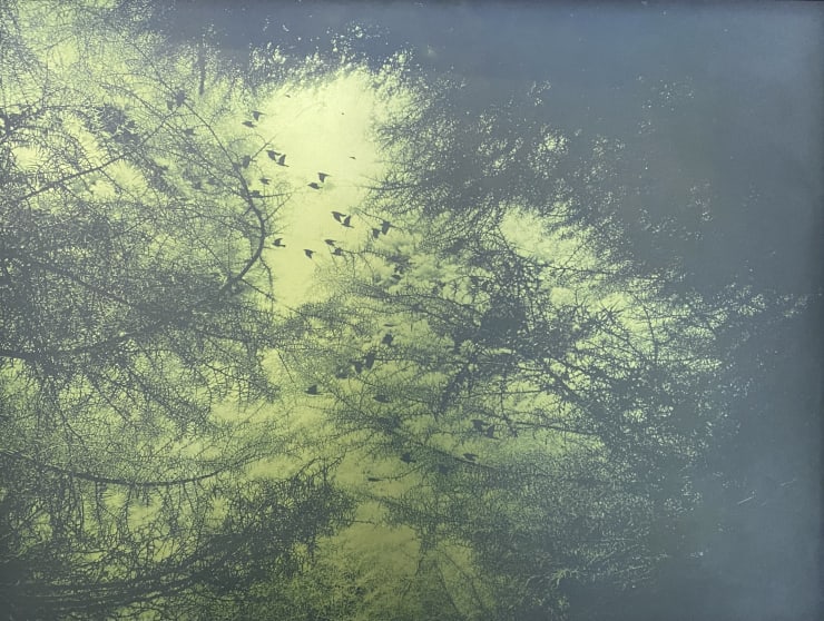 Rebecca Holmes Canopy Plate, 2021