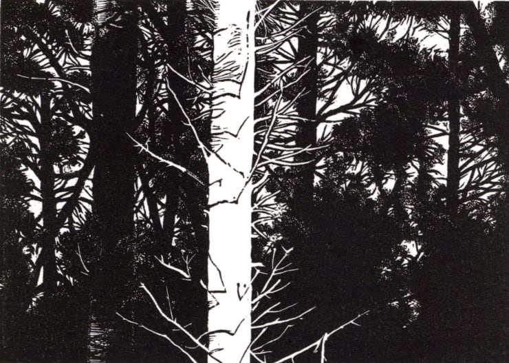 Blaze Cyan, Pine Forest, 2023