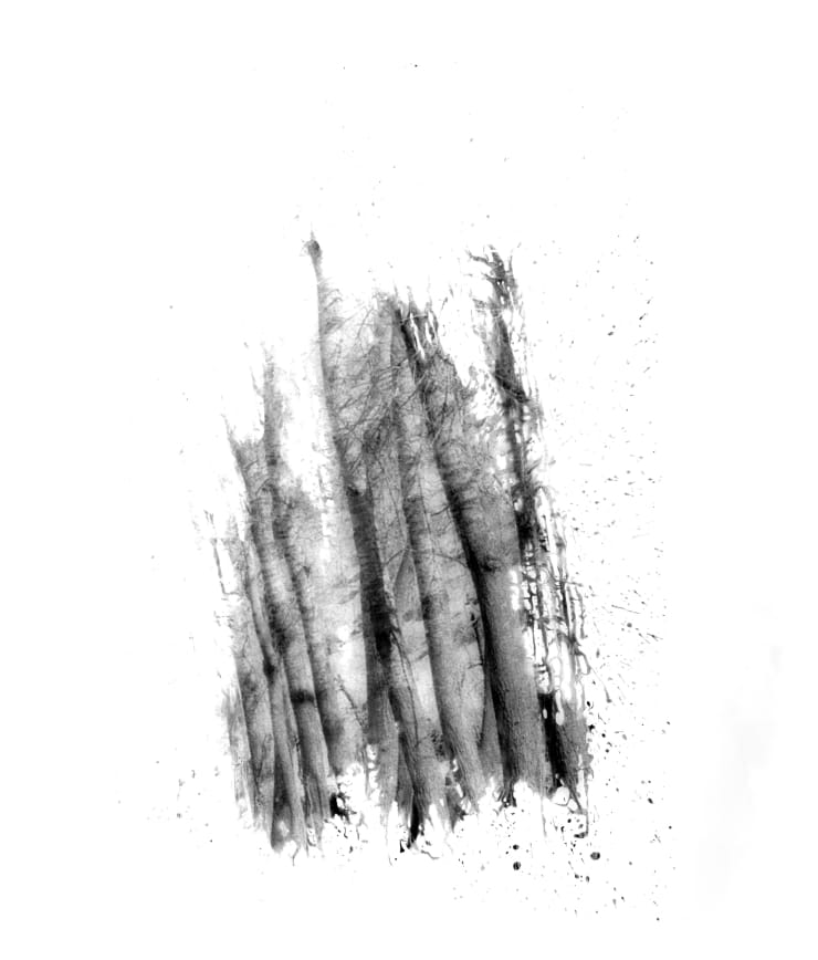 Fares Jammal & Wassim Moubarak Insights into Nature Photography on Photosensitive Panchromatic B&W Paper 115 x 100 cm 45 1/4 x 39 1/4 in