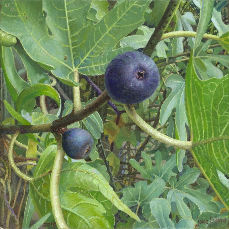Joke Frima - Vijgen, rijp en onrijp - 2019 - Olieverf op paneel - 22 x 22 cm
