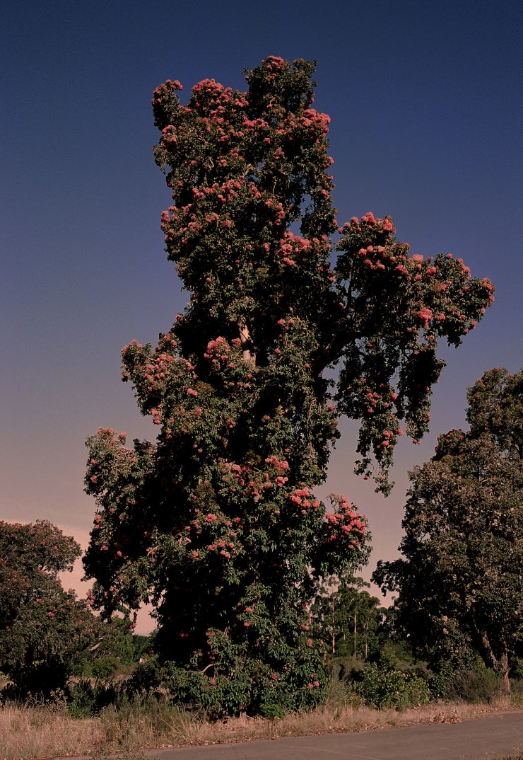 JUSTIN KEENE, FLOWERING GUM, 2019