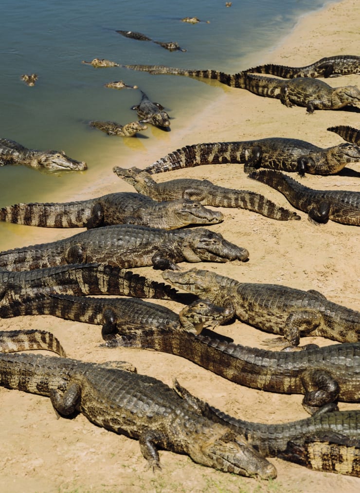 GLEESON PAULINO, Dor E A Descoberta, Pantanal, 2023