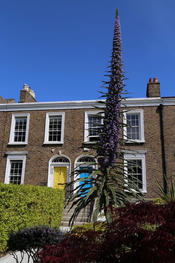27 APRIL 2020 RANELAGH RD, RANELAGH, DUBLIN Tim's Echium in the Time of Covid photo: Agata Byrne
