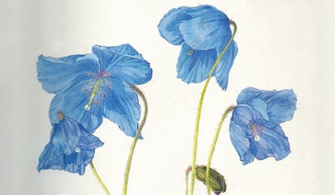 IRISH BOTANICAL ILLUSTRATORS & FLOWER PAINTERS