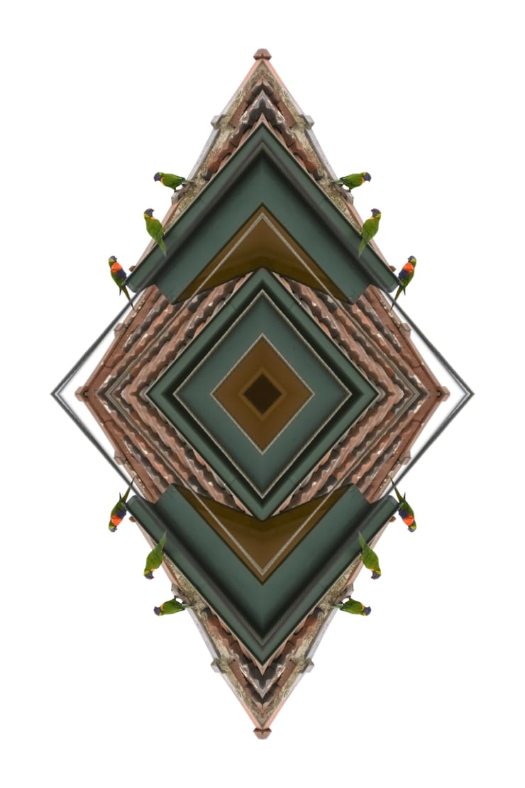 Kent Morris, Rainbow Lorikeet, 2017