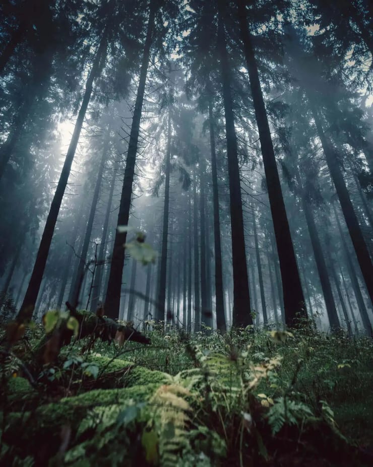 Dennis Schmelz In the Woods