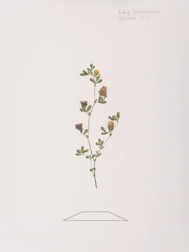 Ilya Dolgov "Trifolium auerum", 2016, 40 x 30 cm, acrylic, pensil, liner on paper