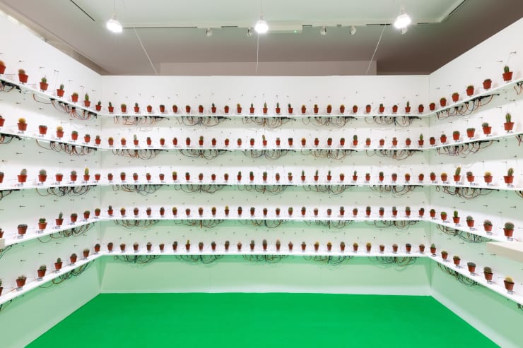 Clara Hastrup Prickly Tunes, 2023 400 various mini cacti, musical strings (banjo, ukulele, guitar, mandolin, harp, sitar), tuning pins, motors, Arduinos, electrical wires, cables, plastic safety storage boxes, electrical wires, wooden support structure, grow lights and green carpet