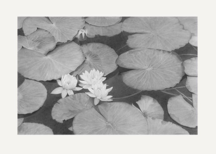 Li Trieb, Seerosen IV, 20.1.2013-12:16 – 12.2.2013-22:08 | 3113 Minuten gezeichnete Zeit