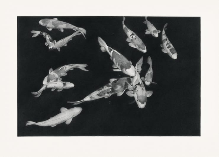 Li Trieb, Fische II, 31.8.2013-15:07 – 18.9.2013-17:11 | 5490 Minuten gezeichnete Zeit