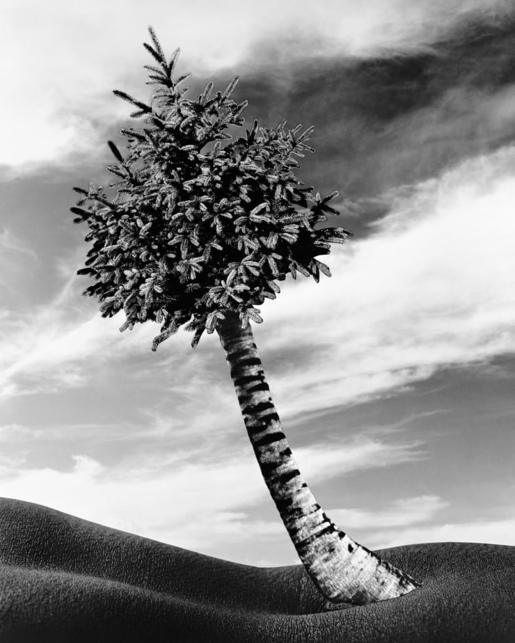 Lorraine O'Grady, The Fir-Palm, 1991/2019. Courtesy of the Lorraine O’Grady Trust and Mariane Ibrahim (Chicago, Paris, Mexico City) © 2025 Lorraine O’Grady/Artist Rights Society (ARS), New York.