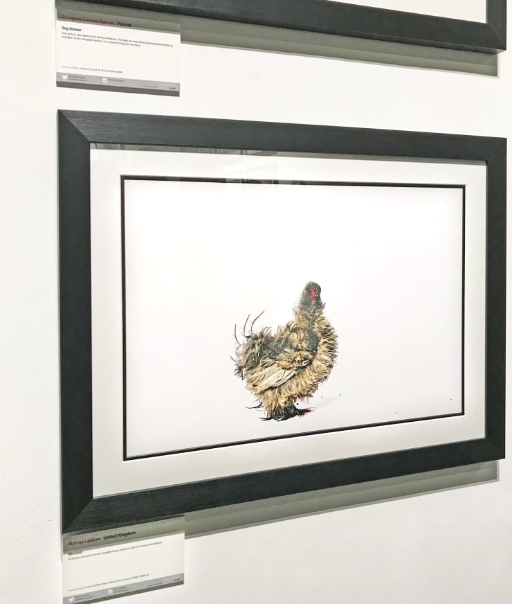My image on display with the other finalists in the Politics of Food category