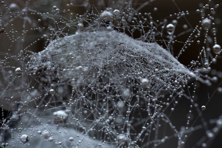 KIM WESTCOTT: the other web – Ink paintings, photographs and sculptures Benalla Art Gallery