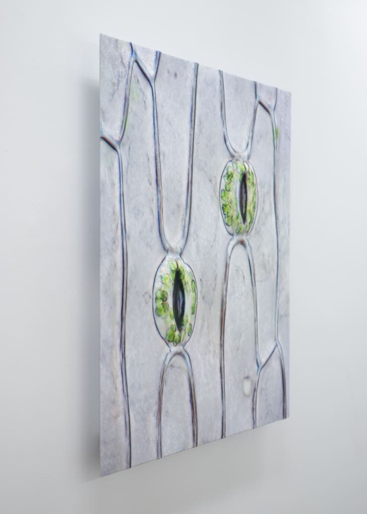 ELIZABETH THOMSON CODA PHENOMENA