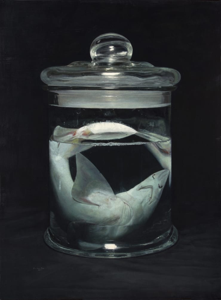 Miguel Angel Moya Shark, 2016
