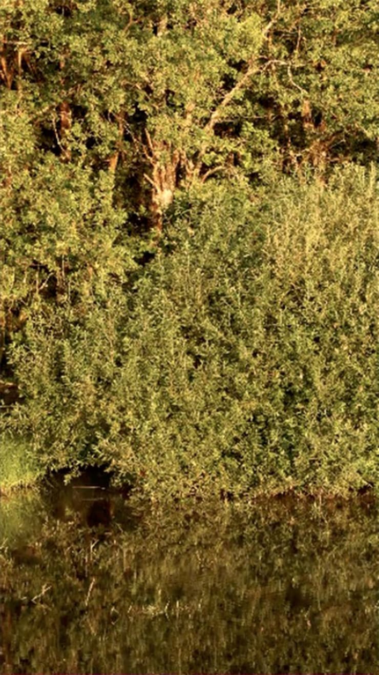 Jeffrey Blondes Le Grand Etang West 2