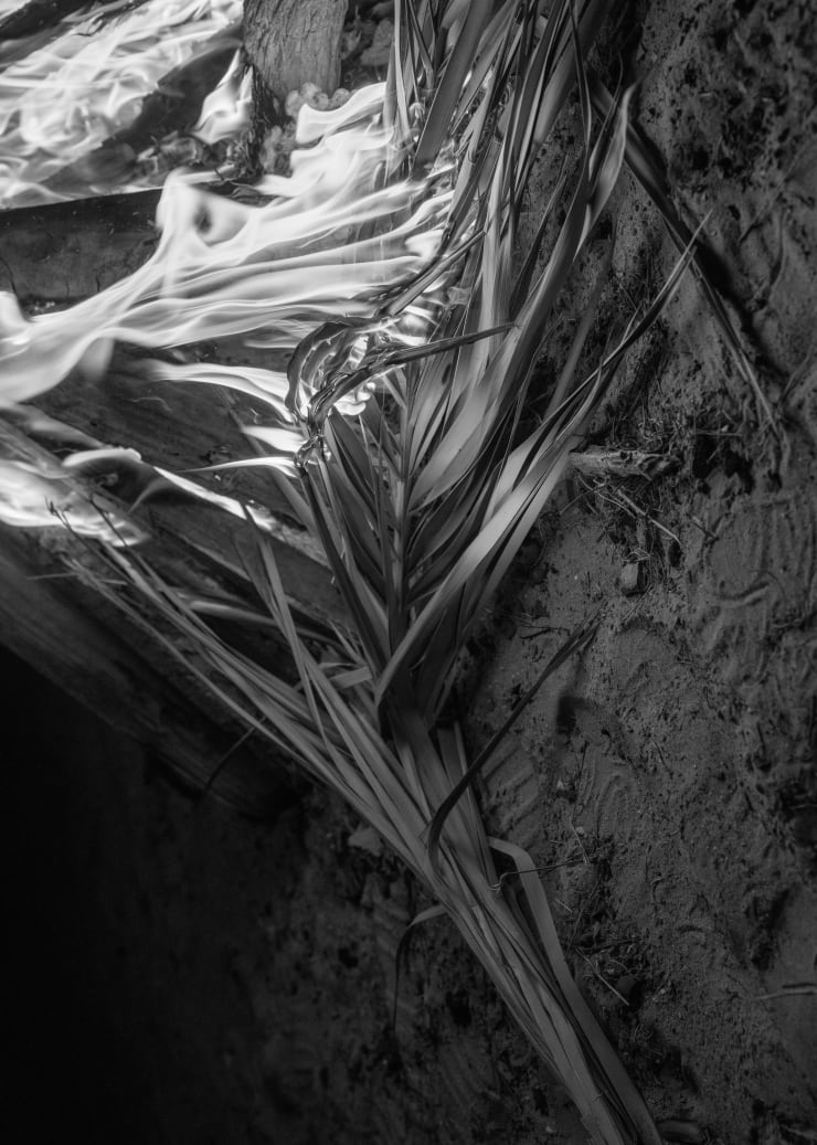 Farah Al Qasimi Burning Palm, n.d. Archival Inkjet Print 50.8 x 35.56 cm Edition of 5, 2AP