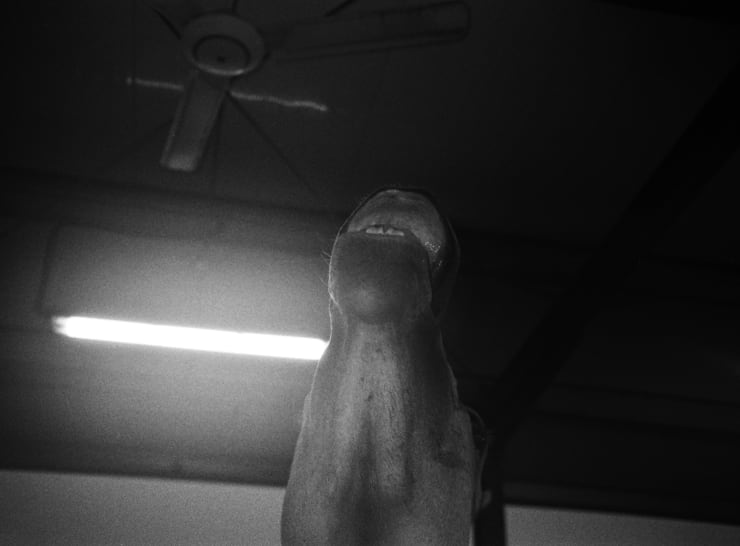 Farah Al Qasimi Horse Bucking Teeth, n.d. Archival Inkjet Print 50.8 x 68.58 cm Edition of 5, 2AP