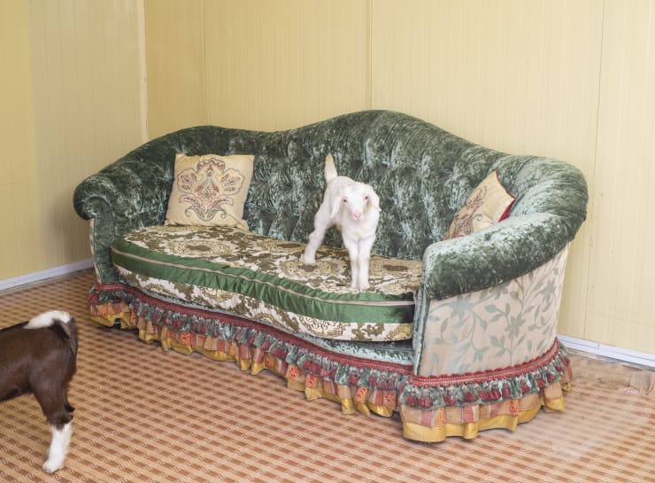 Farah Al Qasimi, Goat Farm Majlis, 2021