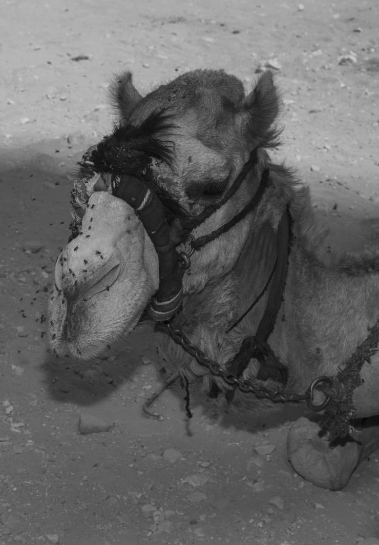 Farah Al Qasimi Flies on Camel, n.d. Archival Inkjet Print 50.8 x 35.56 cm Edition of 5, 2AP