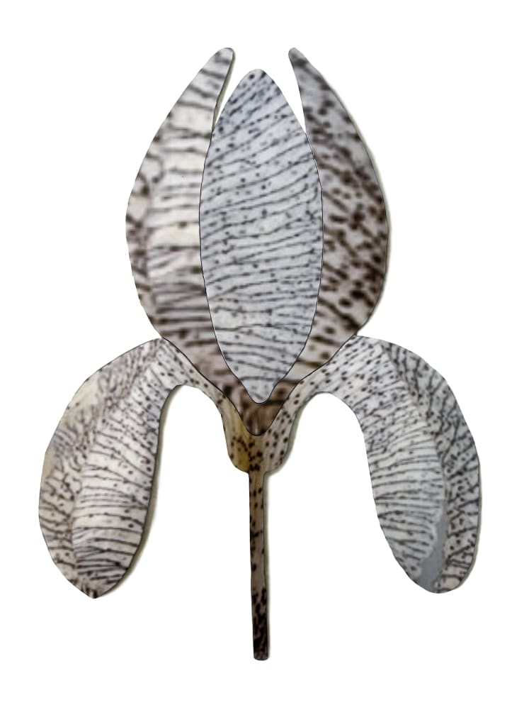 Sara Naim, Iris, 2024, Giclee Print, Epoxy resin, Mild Steel, 84 x 120.8 cm.