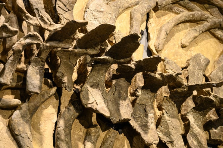 20220528 The Ark 0110 Small