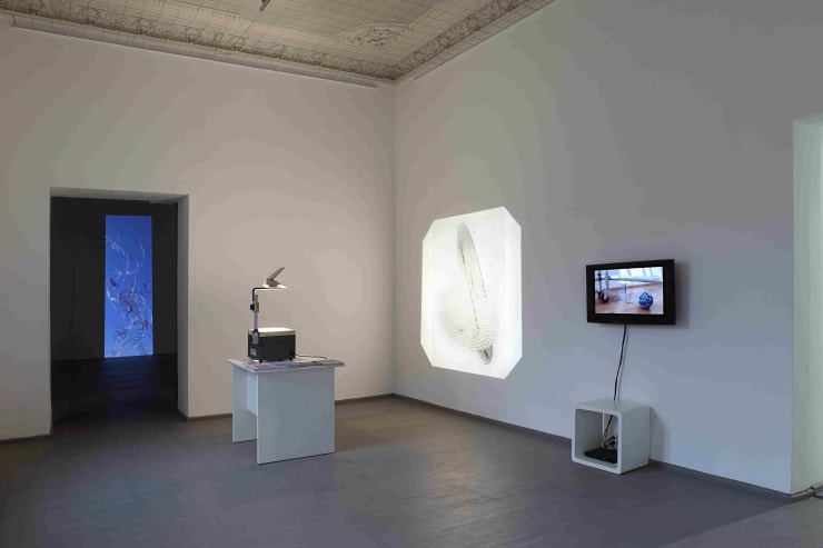 Alyson Shotz / Ieva Mediodia