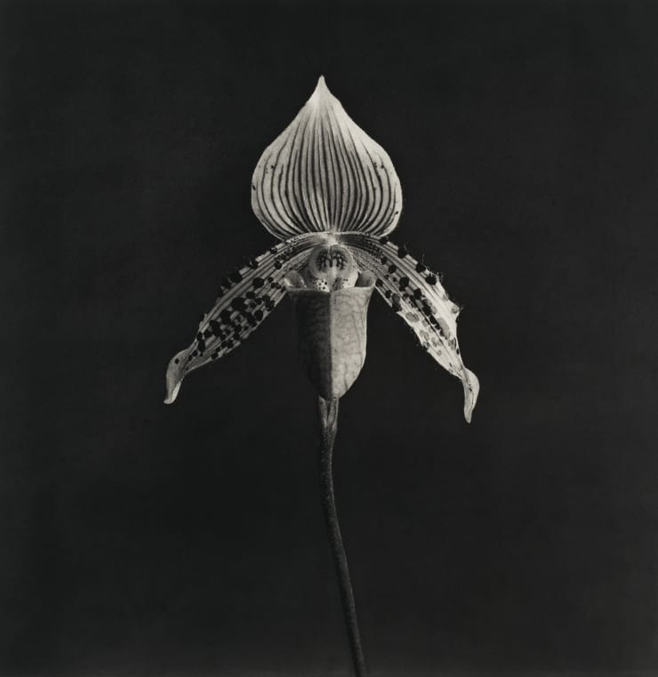 Robert Mapplethorpe. Orchid, 1986-1987. Image courtesy of Zeit Contemporary Art, New York