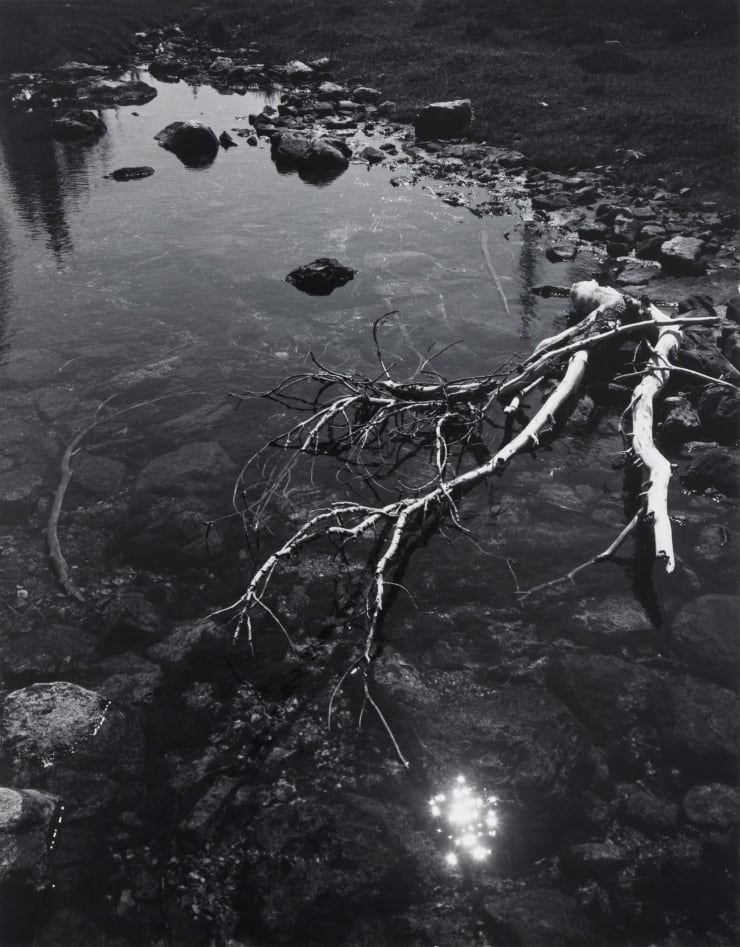 Ansel Adams. Branch and Creek, 1947. Image courtesy of Zeit Contemporary Art, New York